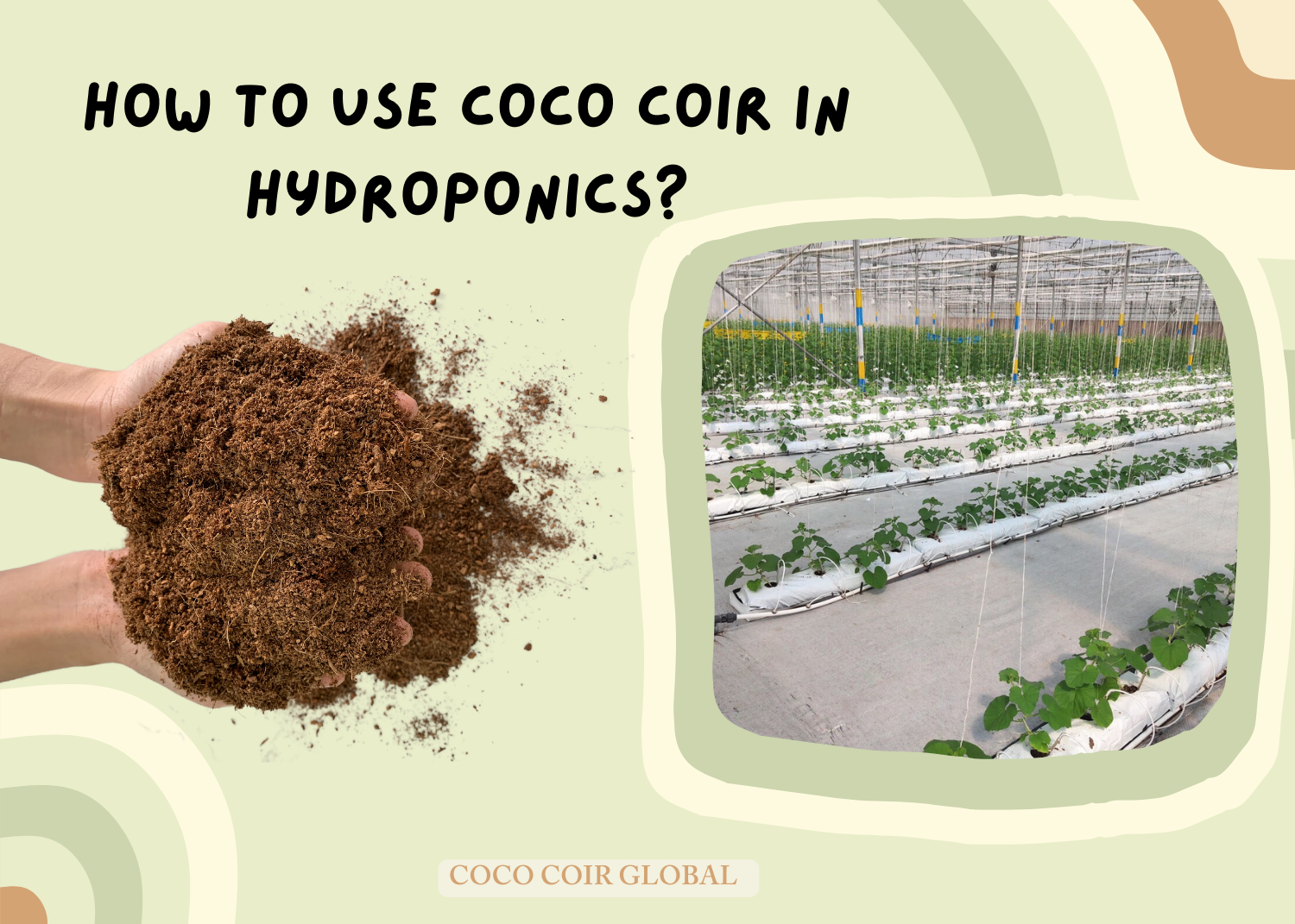 Benefits of Using Coco Coir in the Garden - Grow By Coco