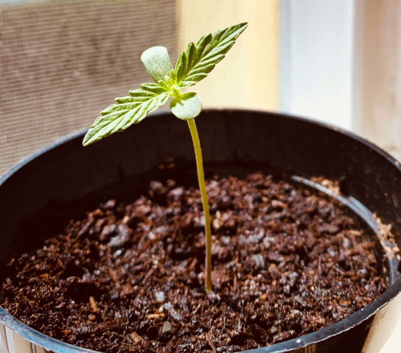 How to grow cannabis in coco coir? – The Coco Depot