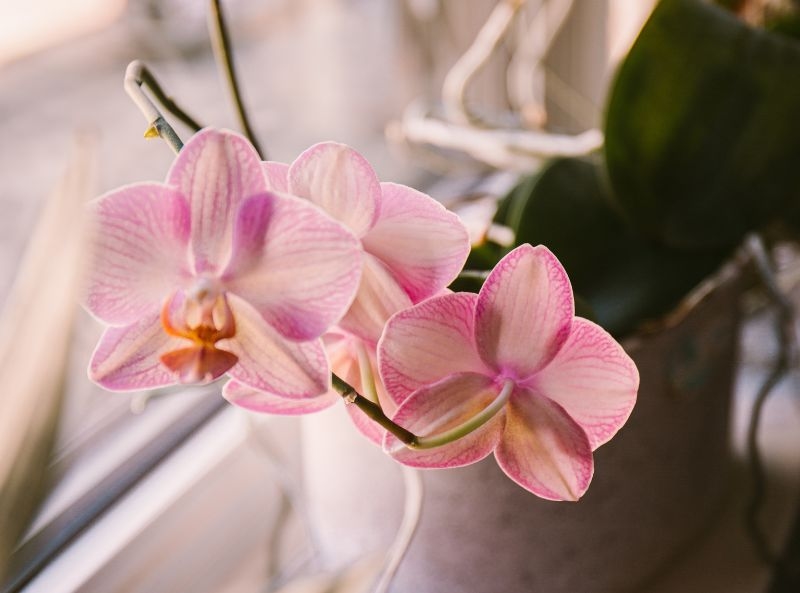 Is sphagnum peat moss okay to use for orchids? : r/orchids