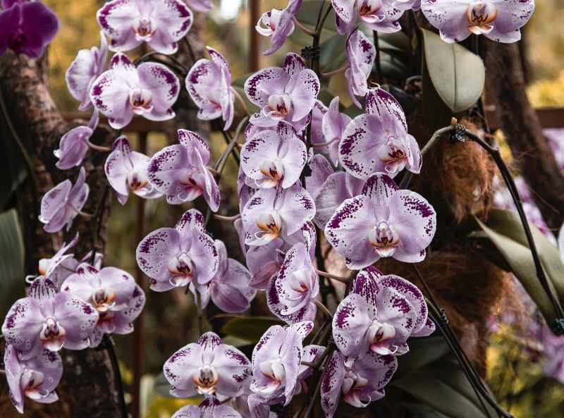 The effect of peat moss on epiphyte Orchids 