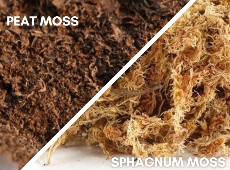 What's the Difference Between Sphagnum Moss vs Peat Moss? - Garden Therapy