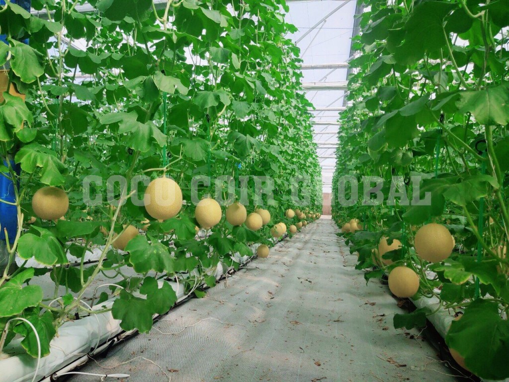 grow-bag-application-cantaloupe-coco-coir-global