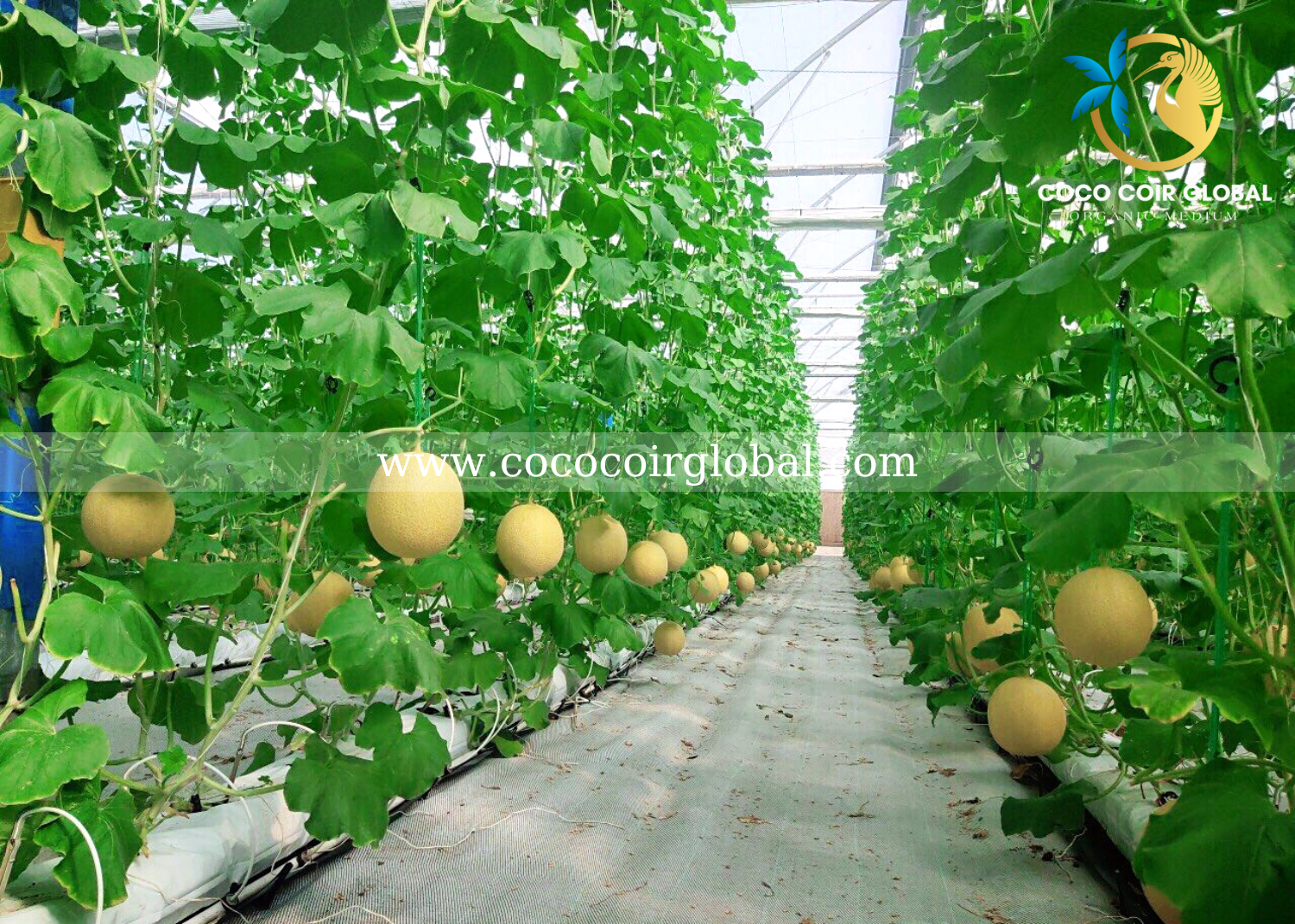grow-bags-application-coco-coir-global