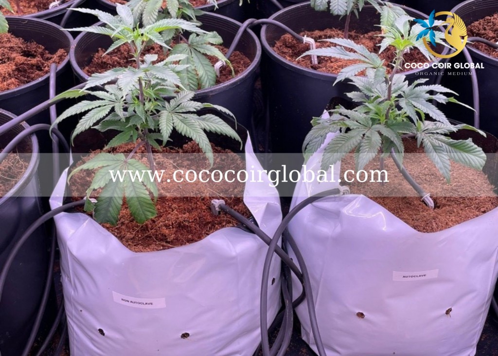 10-steps-to-grow-cannabis-indoors-big-single-plant-organic-coco-peat-uses-coco-coir-global