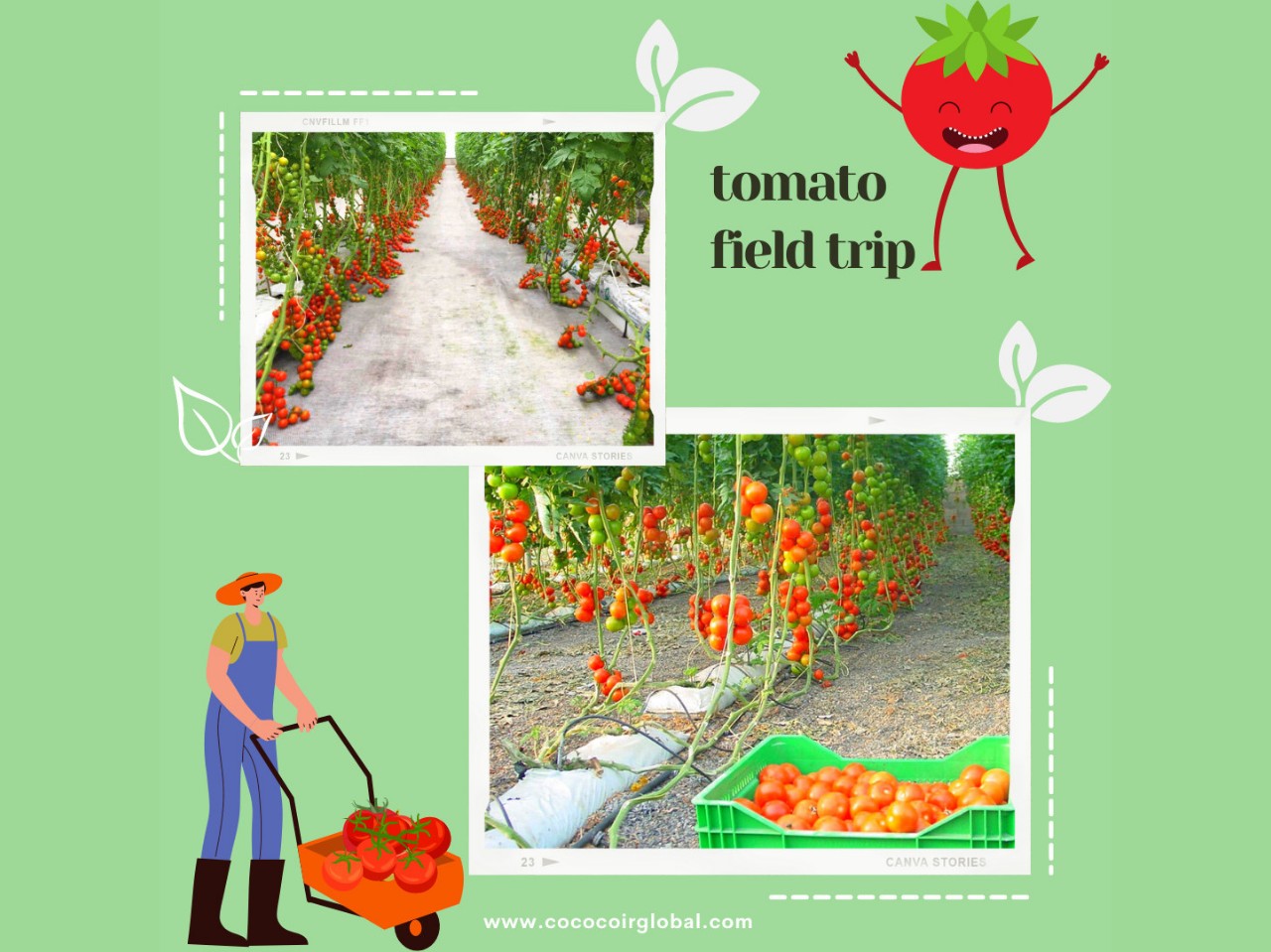 How-to-grow-tomatoes-by-using-cocopeat-grow-bags