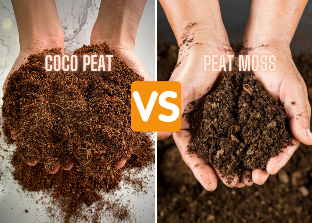 peat-moss-vs-coco-coir-compare