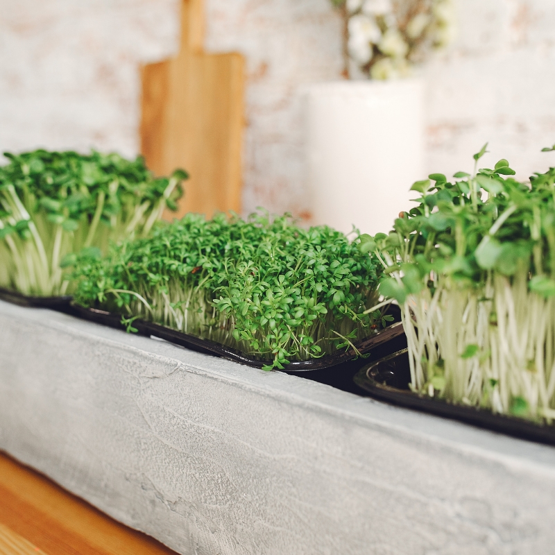 Advantages of Using Coconut Coir for Microgreens 