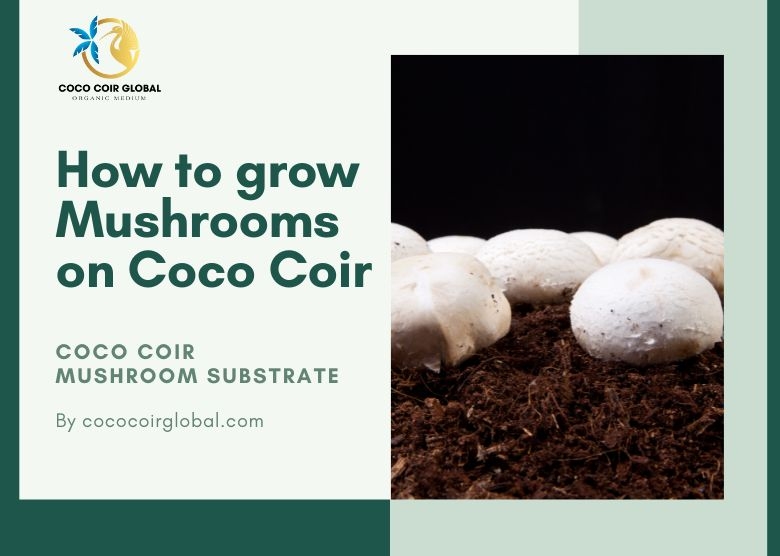 Coco Coir Mushroom Substrate: How to Grow Mushrooms on Coco Coir