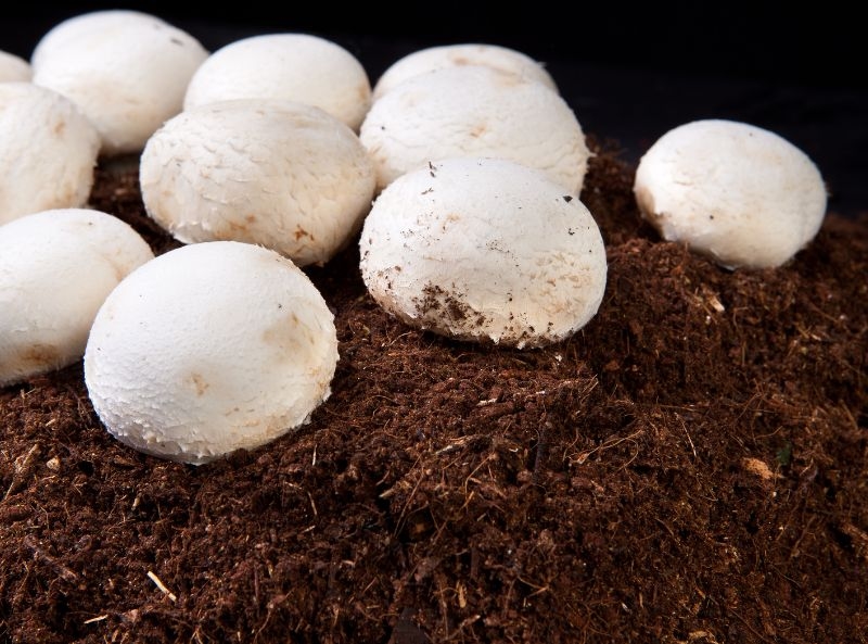 How to Grow Mushrooms on Coco Coir Substrate 