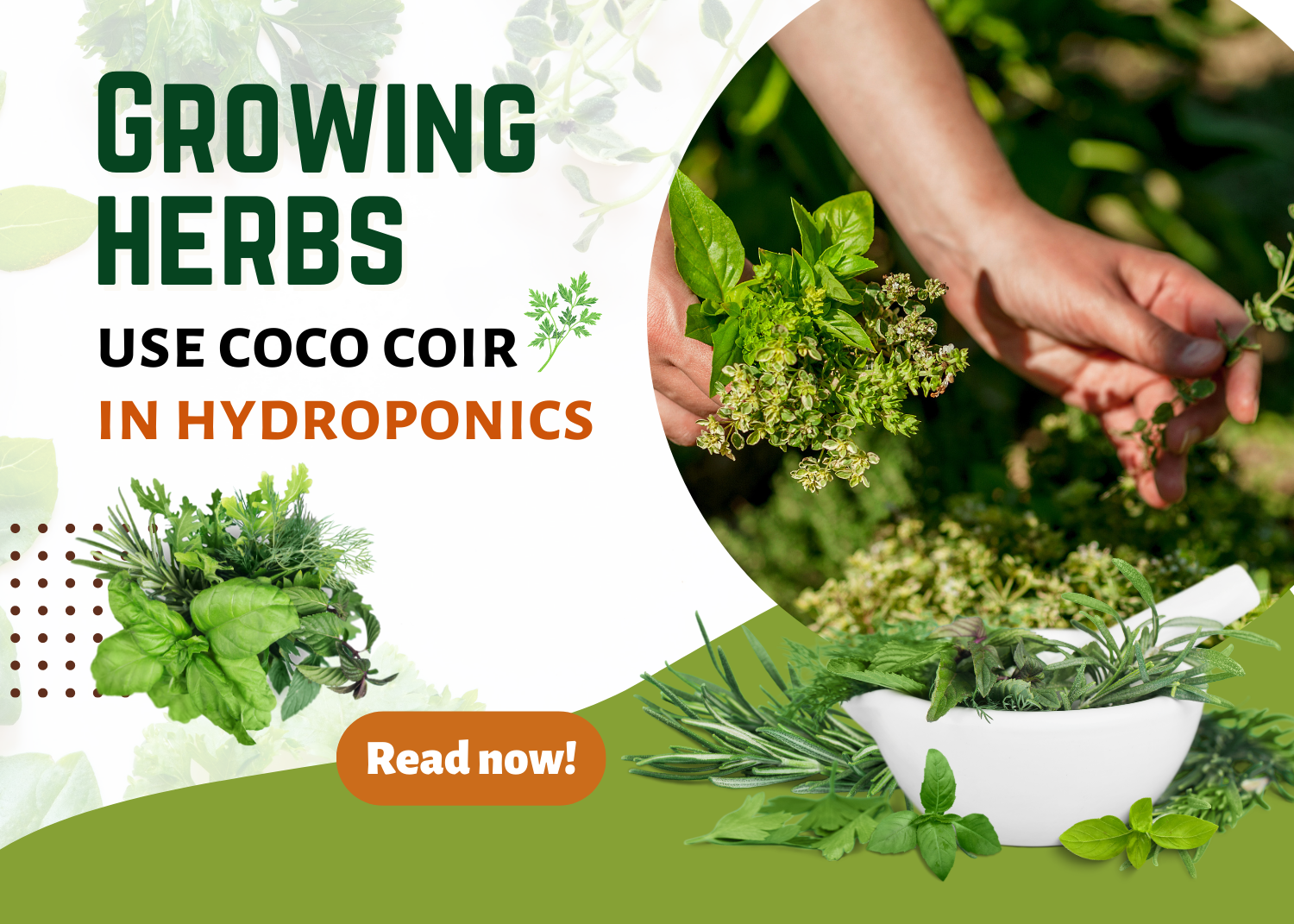 growing-herbs-hydroponically-coco-coir-global