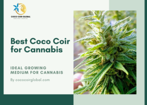 Coco coir cannabis