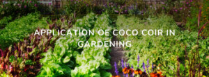APPLICATIONS OF COCO COIR IN GARDENING