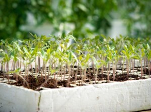 Seed germination and propagation