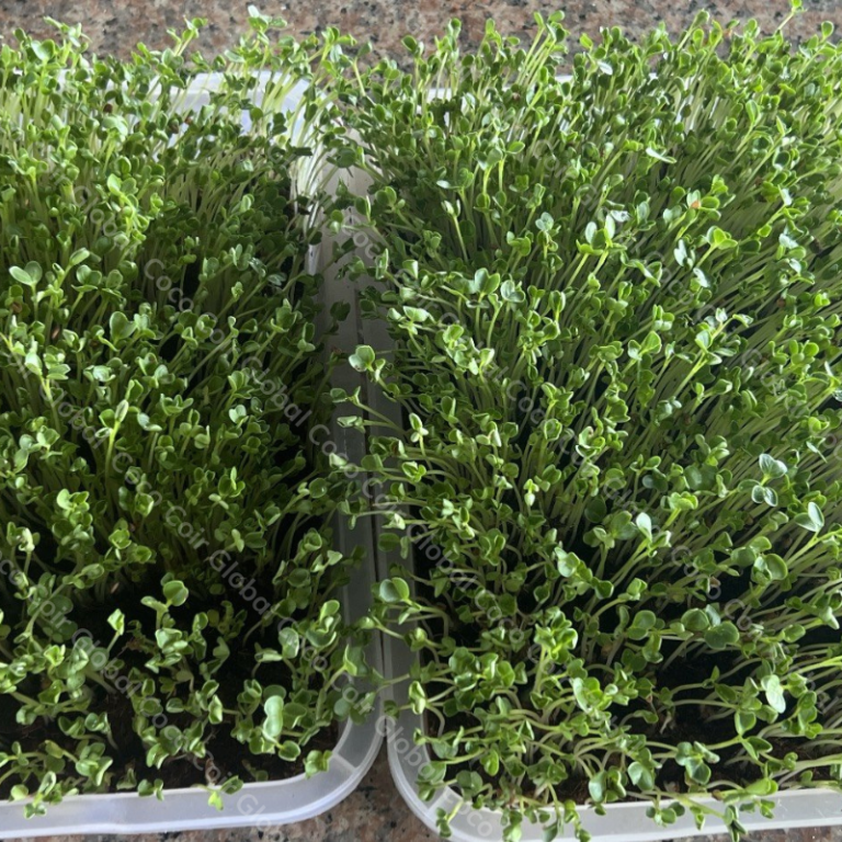 Coco Coir For Microgreens Growing Mediums for Microgreens