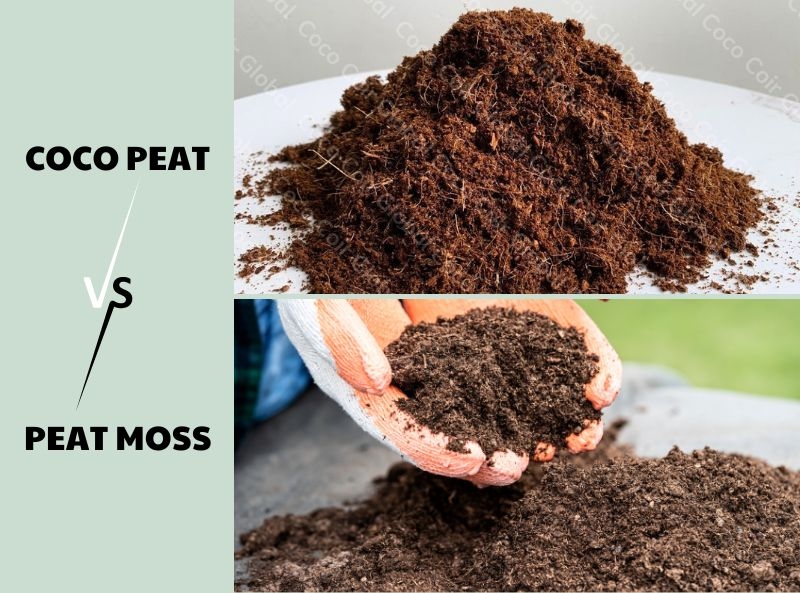 Advantages of Coco Peat over Traditional Peat