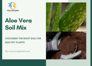 Aloe Vera Soil Mix: Choosing the Right Soil for Healthy Plants