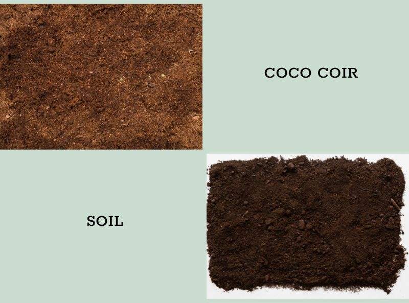 Understanding the Similarities and Differences Between Coco Coir and Soil 