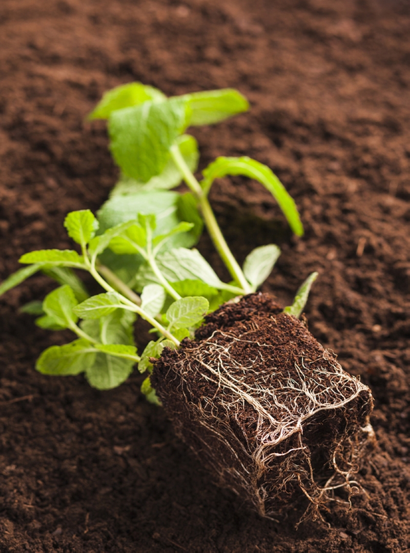 Reusing Coco Coir: Benefits and Considerations 
