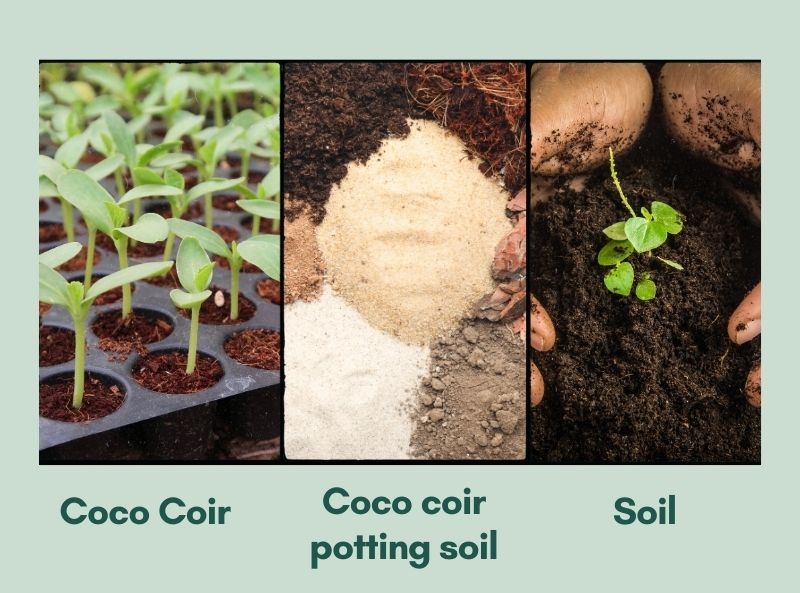 Choosing Between Coco Coir and Soil for Your Plants 