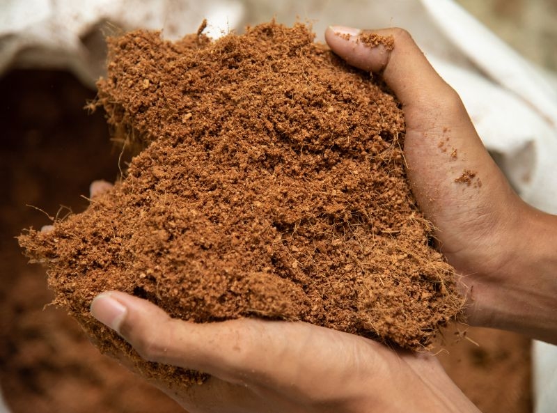 Pros and Cons of Coco Coir for Plant Growth 