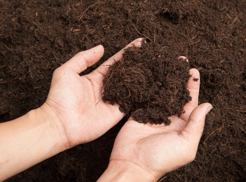 Coco Coir Soil Mix: Benefits and How to Use It for Plant Growth 