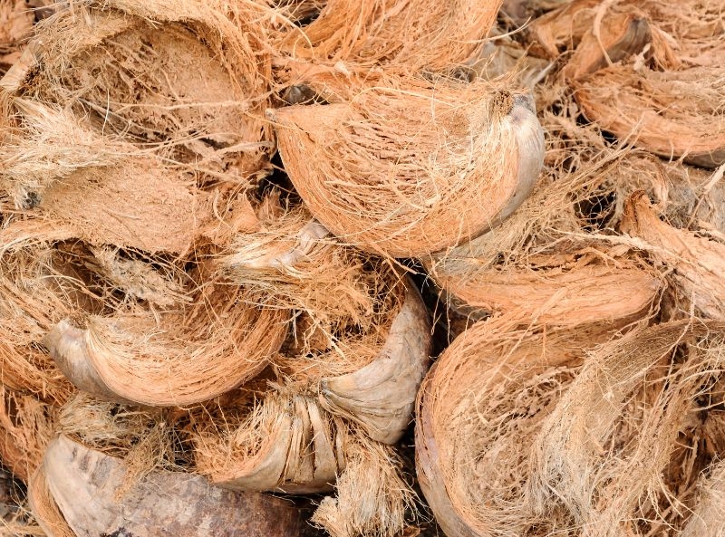 Natural Formation and Manufacturing of Coco Peat