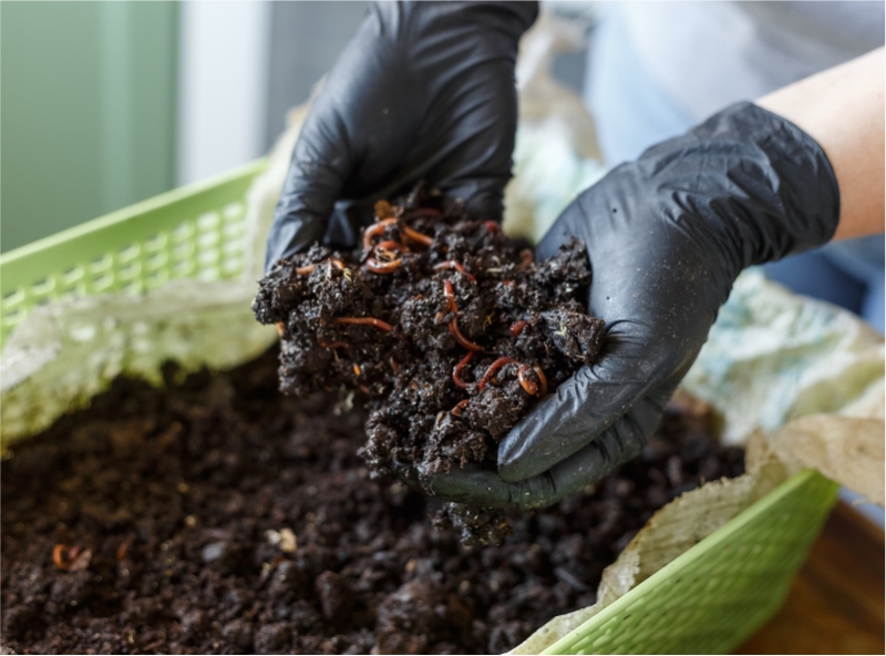 Worm Composting (Vermicomposting): Steps and Benefits 