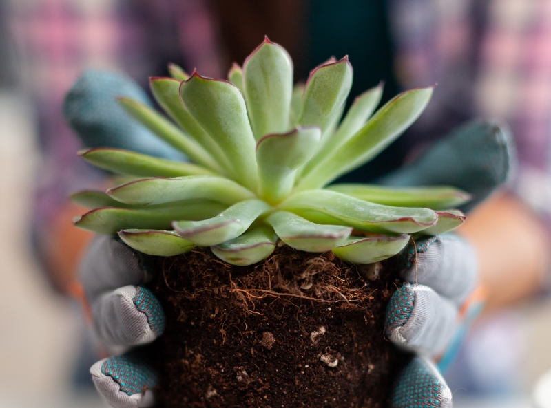 Utilizing Coco Coir as a Growing Substrate for Succulents 