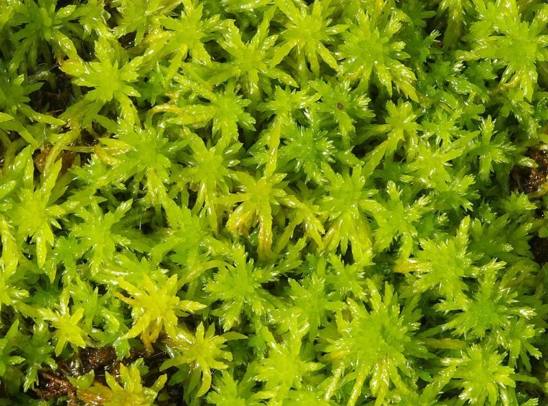 Understanding Sphagnum Moss 