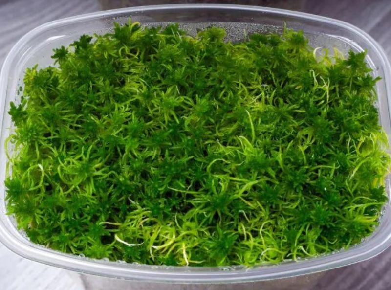 Properties and Characteristics of Sphagnum Moss