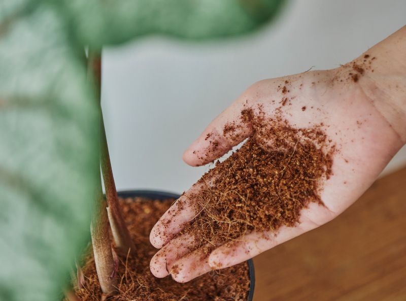 Utilizing Coco Coir in Gardening and Plant Cultivation 