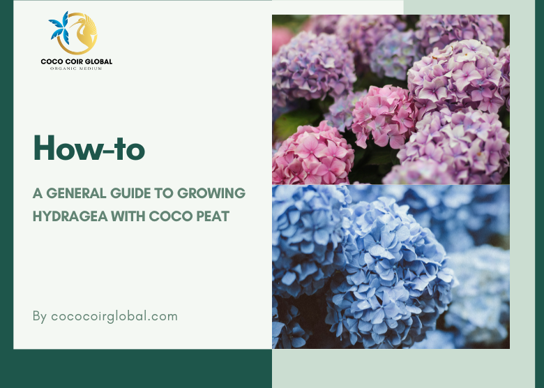 How To: A General Guide To Growing Hydragea With Coco Peat