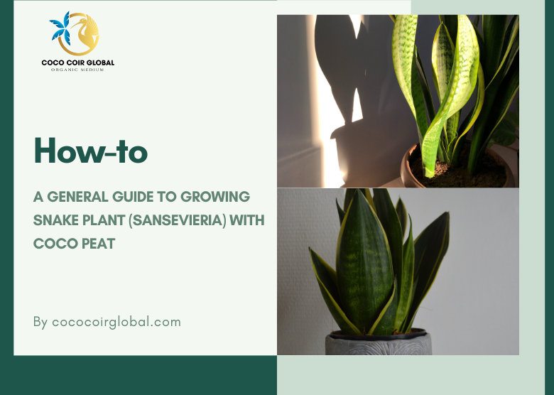 How To: A General Guide To Growing Snake Plant (Sansevieria) With Coco Peat