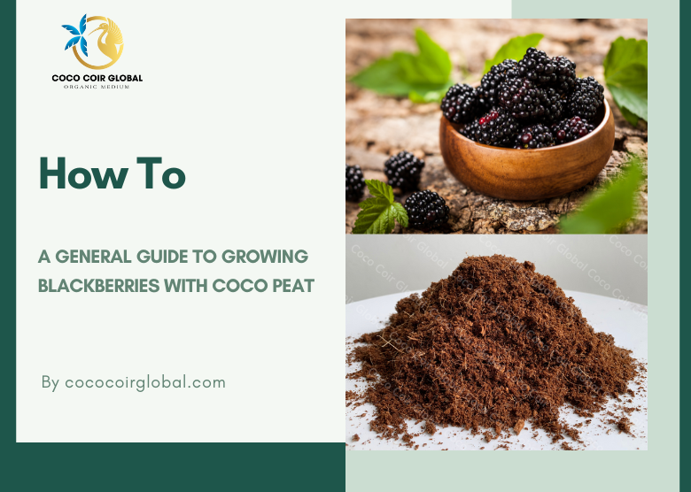 How to: A General Guide To Growing Blackberries With Coco Peat