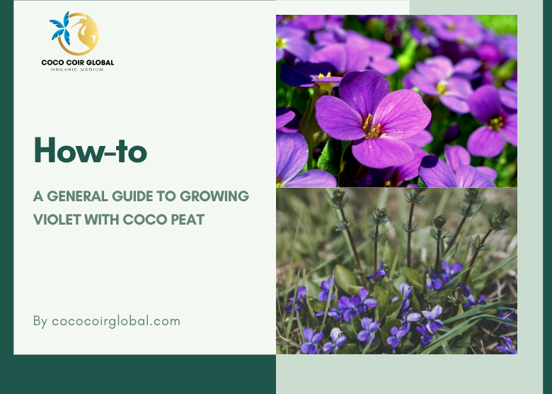 How to: A General Guide To Growing Violet With Coco Peat