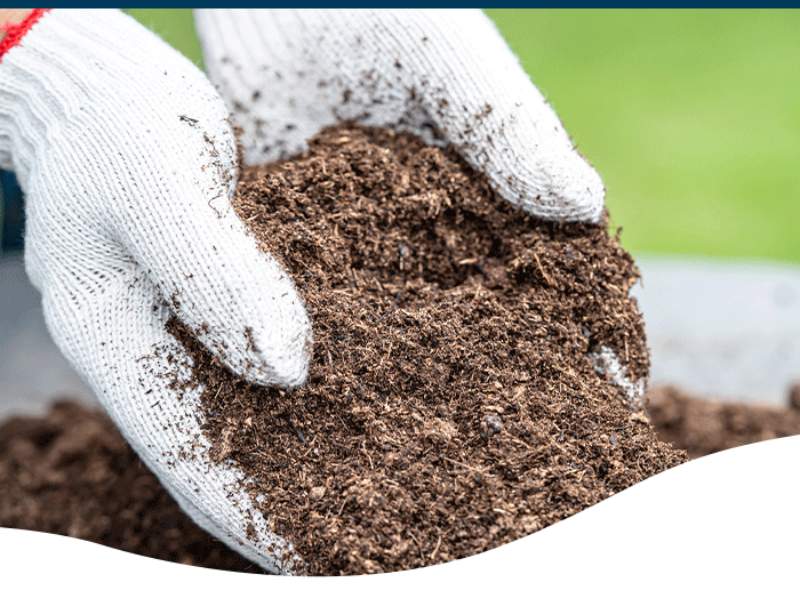 Peat moss compost
